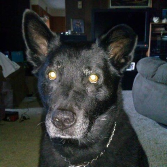 Meet your Posher, Rocky - Picture 1 of 1